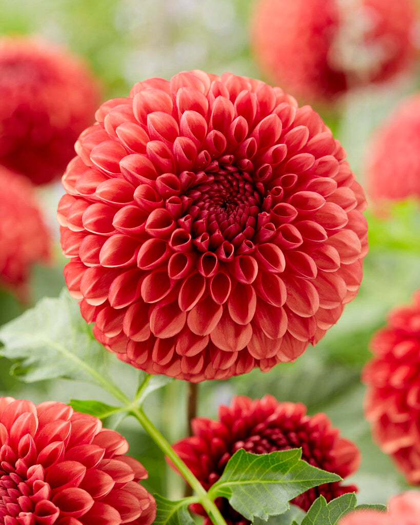 Dahlia Boll Copper Boy 1-pakning NYHET